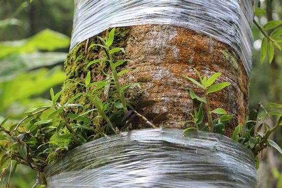 云南马关改变种植思路 促进林下产业发展