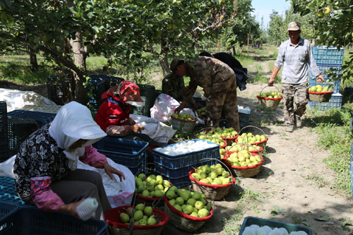 新疆兵团第二师三十团17000亩库尔勒香梨采摘工作全面开始
