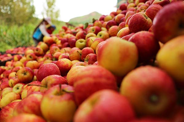 �ӱ�Χ�����ƻ����������