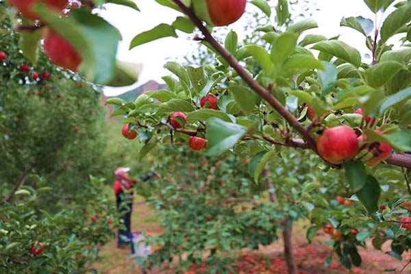 9��9�գ��ӱ�ʡΧ�������ɹ����������ĵ������ũ�ڲ�ժ���ƻ����