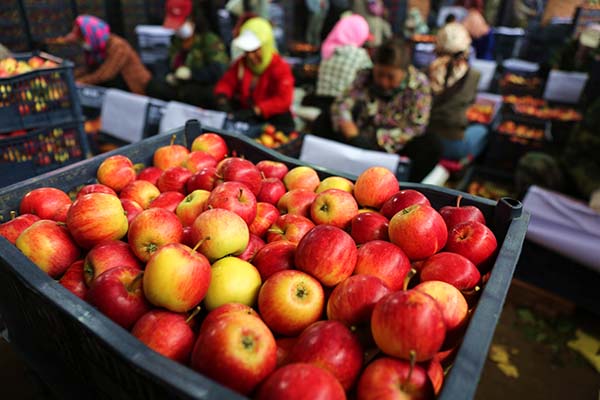 9��9�գ��ӱ�ʡΧ�������ɹ����������ĵ������ũ�ڰ����δ�С��ѡ��װ���ƻ����