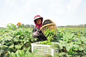 天津试种秋葵获丰收 农户增收乐陶陶