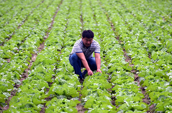 �ӱ����壺��ĶԽ�Ĳ˹�Ӧ�����г�