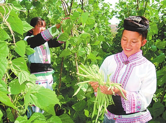 云南楚雄州:高原特色农业绿山富民