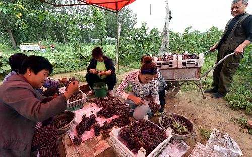 9��10�գ��ӱ�ʡ��������ʥ��������ׯ��ũ�����������ѡ�