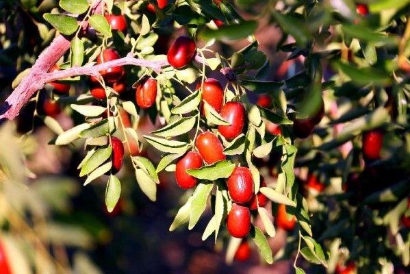 “中国早熟红枣之乡”托克逊县红枣成熟上市