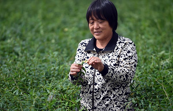 9��11�գ��ӱ�ʡ�����������ִ�ũҵ԰�������ڲ�ժ��Ƥʯ�����䡣