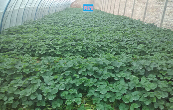 �������������ֳ���ݮ�翪ʼ����