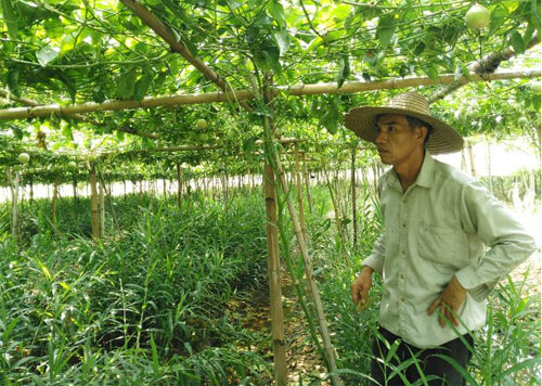 广西容县:“百香果套种生姜”在容西镇获得成功