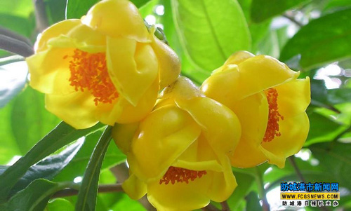 ǽ𻨲̬ԭزƷʾͨҼֳ