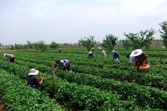 山东临沂临港区:打造农业发展“升级版”