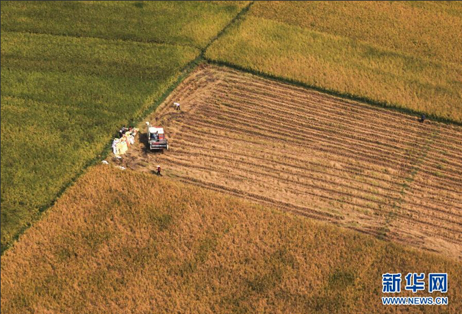 这是9月16日航拍的江苏省淮安市盱眙县桂五镇稻田收获场景。新华社发(周海军 摄)