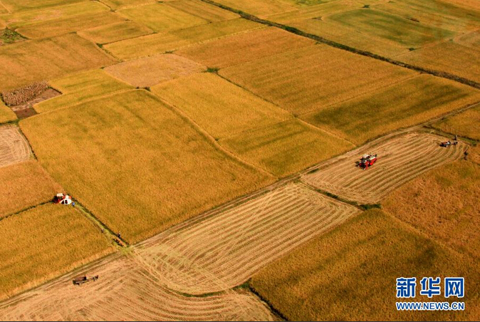 这是9月16日航拍的江苏省淮安市盱眙县桂五镇稻田收获场景。新华社发(周海军 摄)