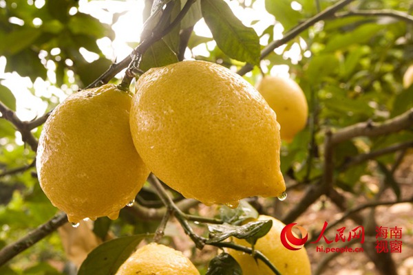 ����׿���ҵ���ʳ��� С���������ժ��Ȥ2