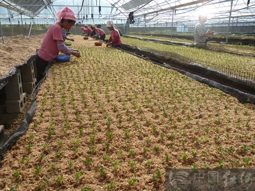 云南红河县大力发展中药材产业促农增收纪实