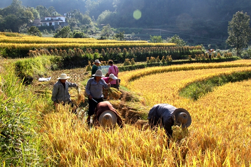 陕西岚皋:又是稻谷飘香时