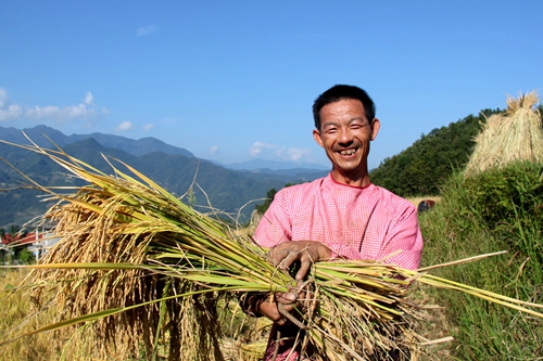 陕西岚皋:又是稻谷飘香时2