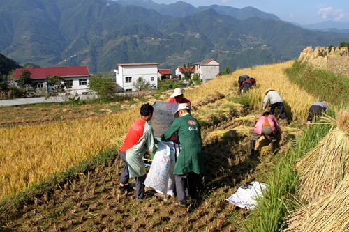 陕西岚皋:又是稻谷飘香时3