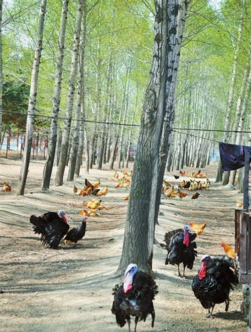 黑龙江肇源县茂兴林场 特禽养殖放飞致富梦