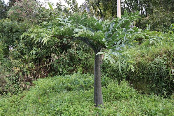 ���������˹���ֲ��ħ������������