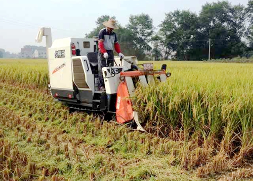 ���ջ�����2015���м�ˮ�������ո�