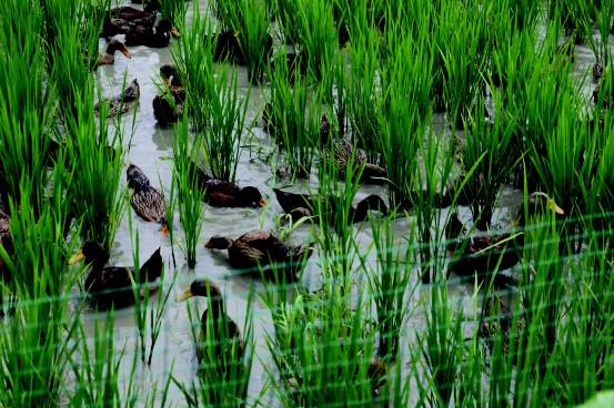 ���չ����ص�Ѽ����������