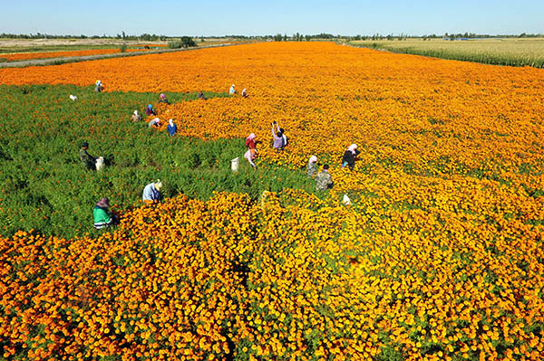 9月22日,甘肃金昌市金川区双湾镇陈家沟村村民在采摘万寿菊。