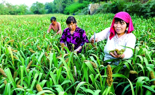 河南渑池县坻坞贡米金秋飘香