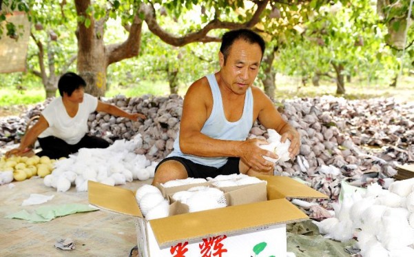 9��22�գ���ũ�����С��滨�塱֮�Ƶ���������ׯ�彫�ող�ժ��Ѽ��װ�䡣