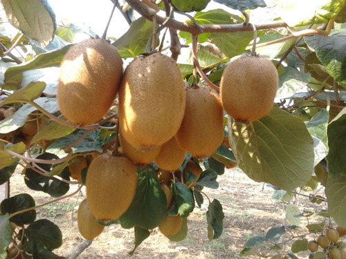 ����ü��⨺�������5�����й�ũ��Ʒ������Ʒ��