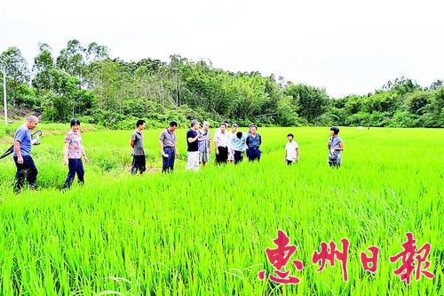 广东惠州博罗化肥农药减用量省钱增产还环保