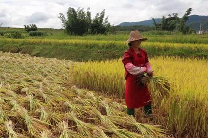 云南新平:稻穗金黄 群众秋收忙