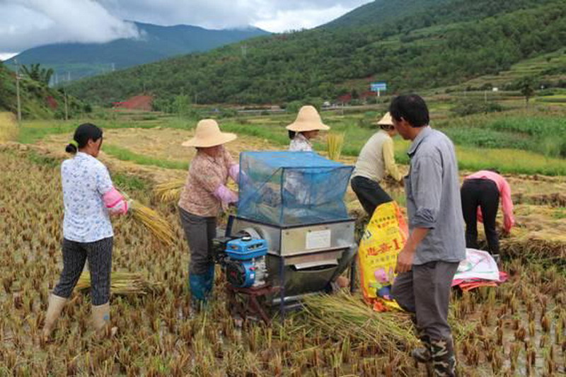 云南新平:稻穗金黄 群众秋收忙