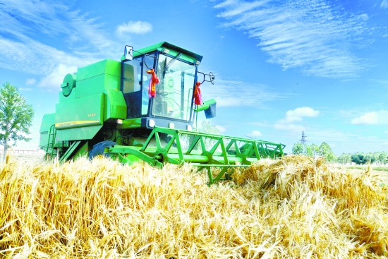 青海共和县:青稞新品种喜获丰收