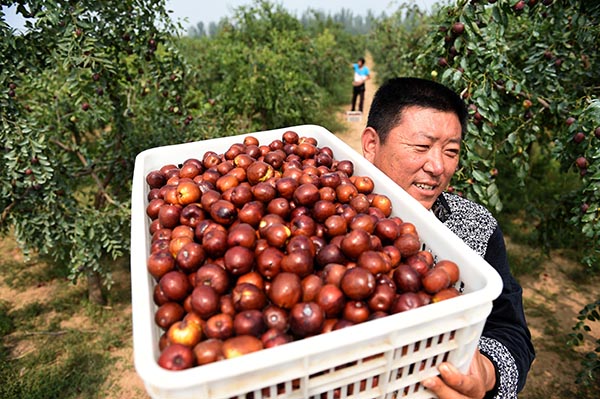 9��23�գ��ӱ�ʡ��̨�й����غ�ׯ���ũ�ڰ����ջ�������档