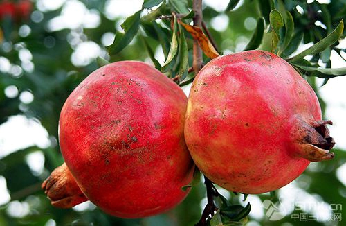 �����鱦�к��ȹ���ʯ��԰��˶����֦������