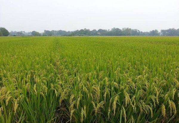 ���ջ������귢��ͥũ������ˮ�������ڼ�