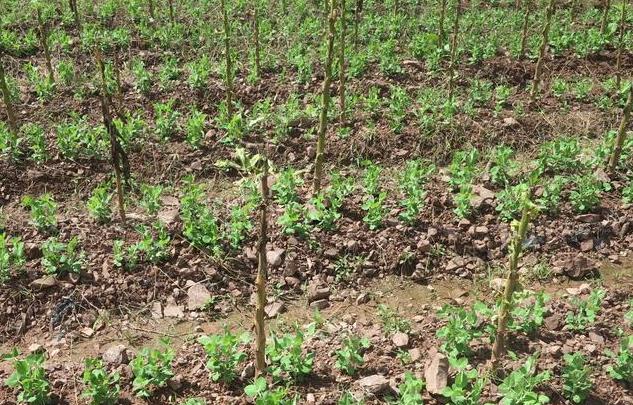 �����������˾����������ﳤ��ϲ��