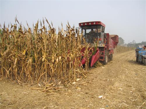 ���ս����ж��ǽֵ������������ո����ũ����������