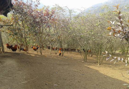 ���ϸ����ذ����緢չ���������ؿ�ũ���¸�·