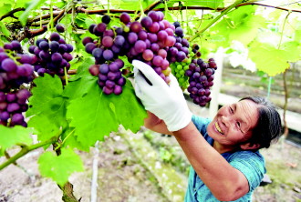 ݴչִɽظЧũҵ ɽɫ