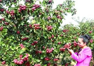 ɽ�������������ǧĶɽ髽����ժ��