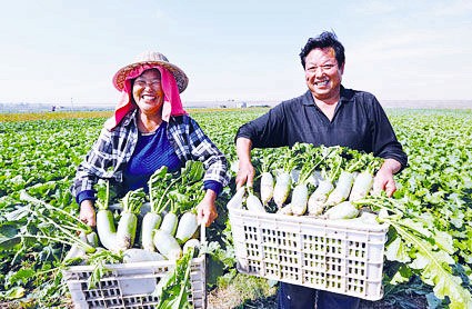 ���ջ����������ʯͷ���ܲ�������