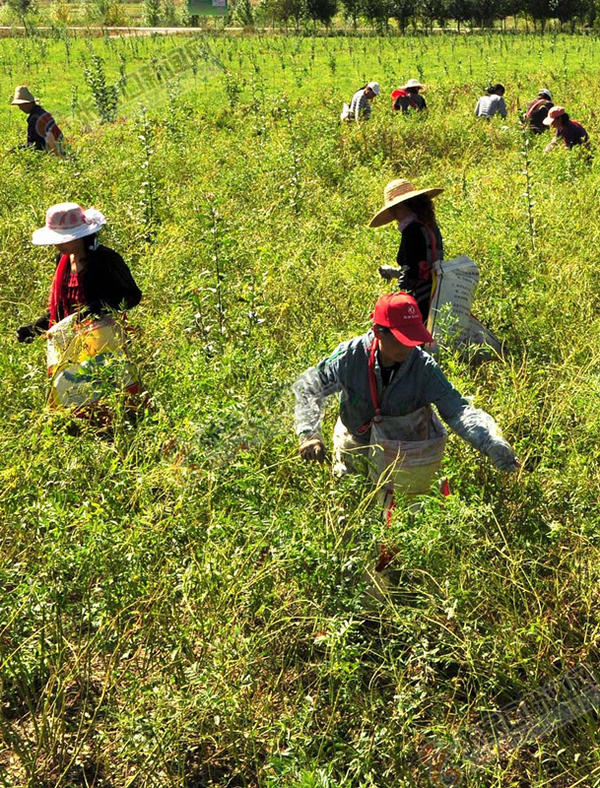 ͼΪũڵԴҩֲ԰ժӡ