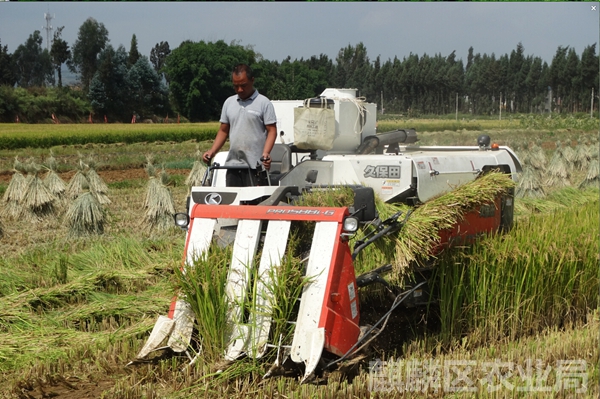 云南曲靖市麒麟区水稻机收助民增收