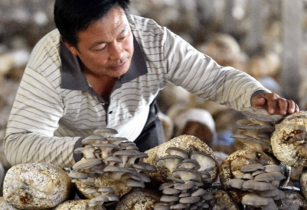 �ӱ����壺ƽ����ֲ��ũ���¸�