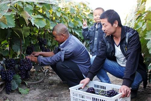 ɽ��ʡ��ɽ�����Ѿ��á�����ũ��������