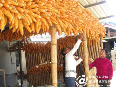 云南沧源春种秋收玉米已进入成熟收获期