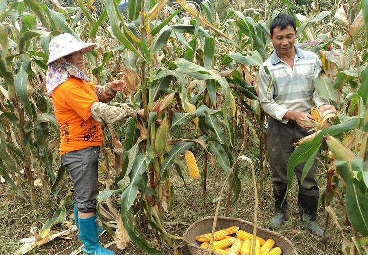 云南沧源县18万亩玉米喜获丰收