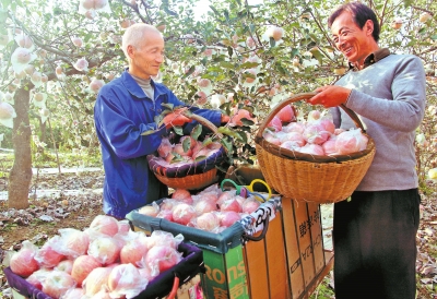 ��������Ͽ��ƻ��֦ͷ�� ��ժ����ʱ